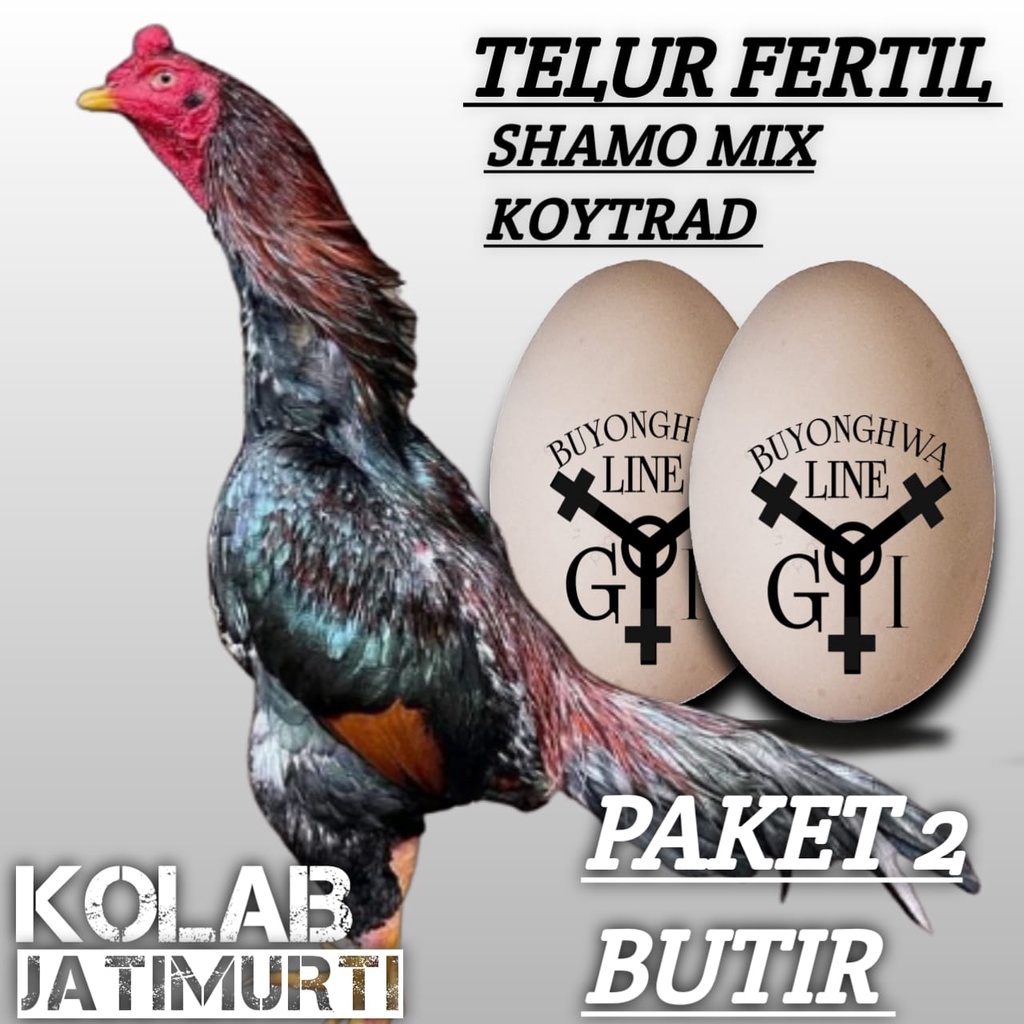 ayam shamo mix koytrad speed telur fertil aduan asli