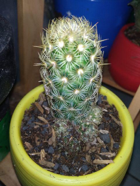 Kaktus Dan Sekulen ( Minimal 30 Packs )