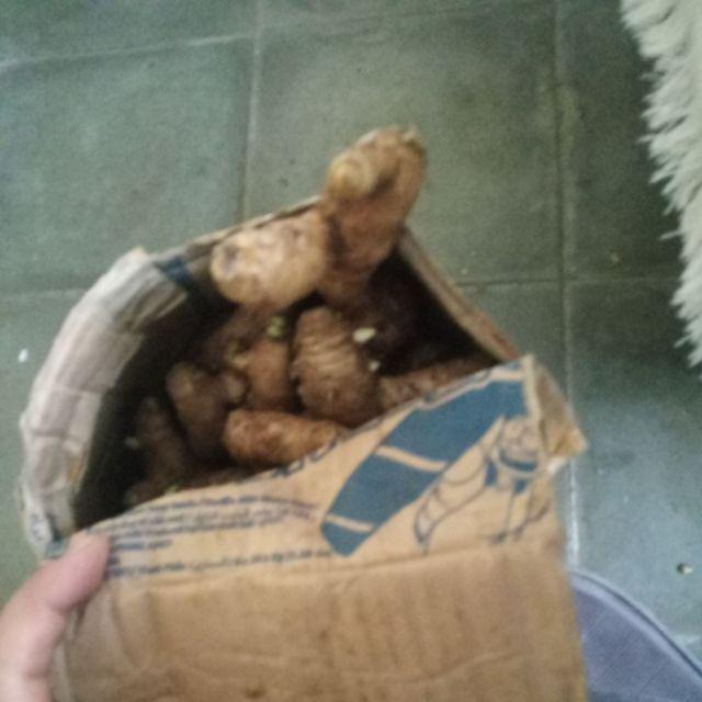 1 Kg Temu Putih 100% Organik Dari Hutan  Curcuma Zedoaria Segar