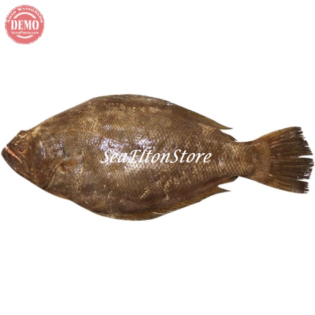 

Ikan Sebelah Segar Jantan Hasil Laut Segar