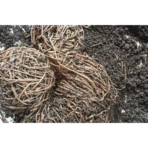 Cacing Susu Fosfor 1kg