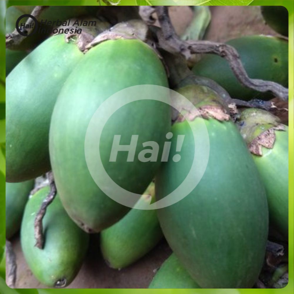

PINANG MUDA SEGAR LANGSUNG PETIK JAMBE NOM BUAH HERBAL PERKASA HAI STORE