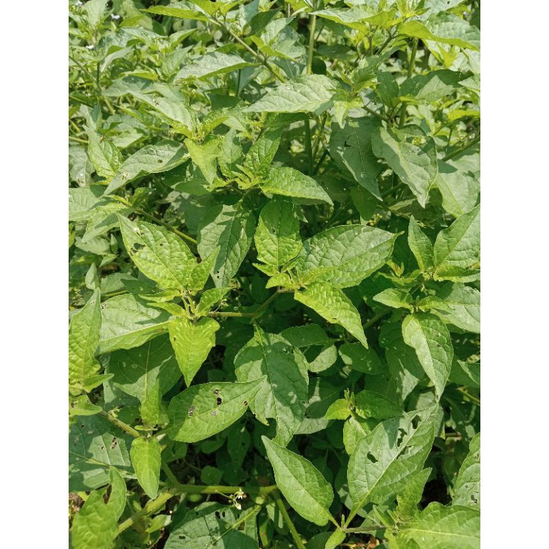 

Daun ranti/lenca hutan segar