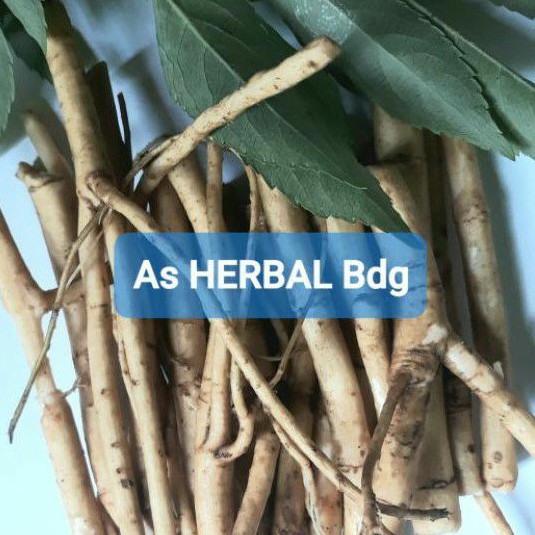 

Jual akar sangitan segar 150 gram-az