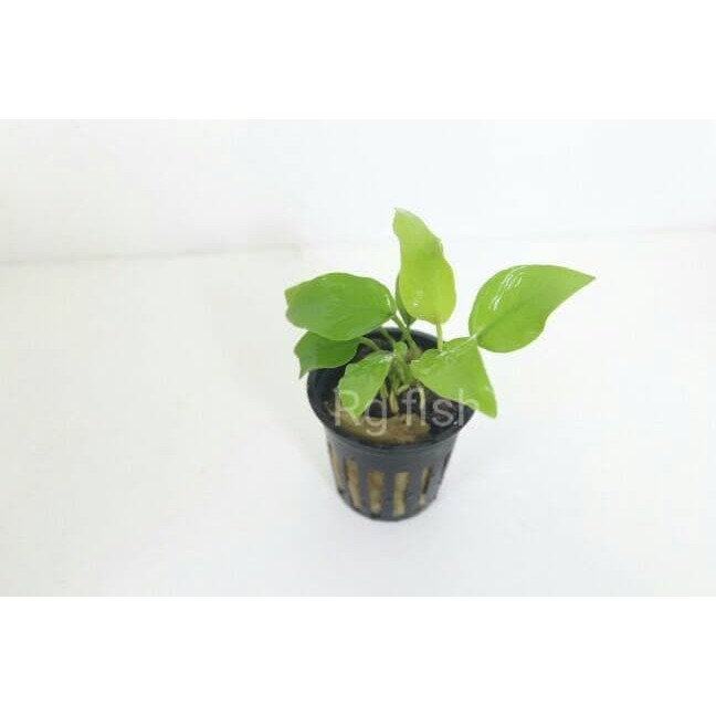 tanaman aquascape anubias golden