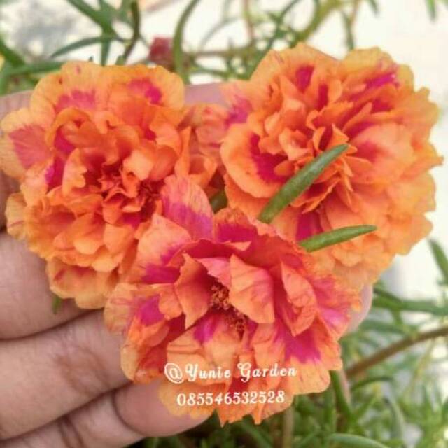 Krokot import Orazah