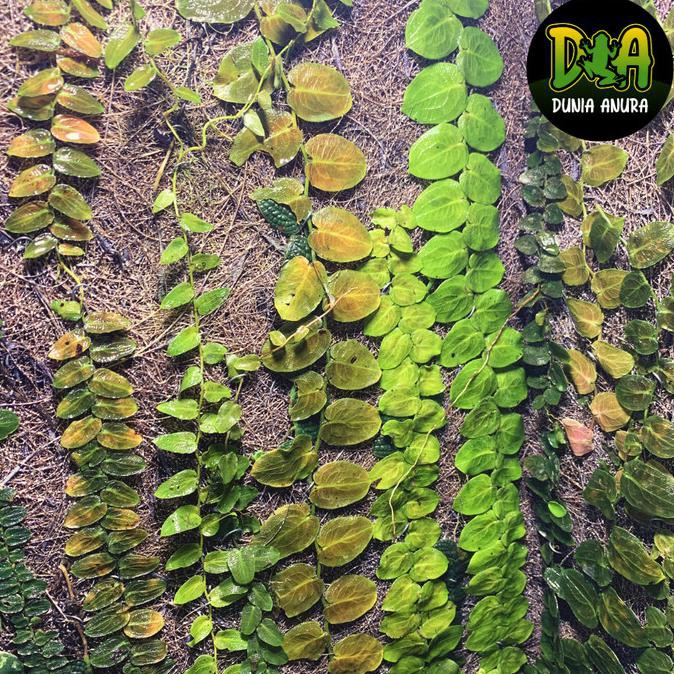 Tanaman Vivarium Pothos Barberianus