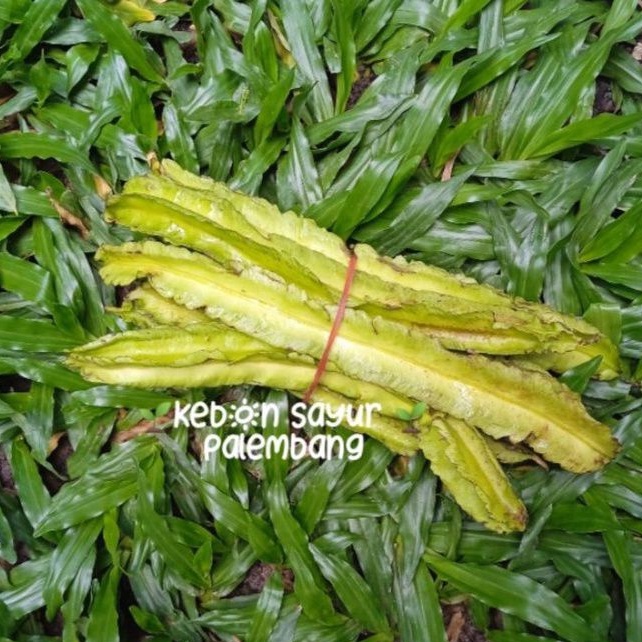 

kebun sayur kecipir cipir 1 ikat