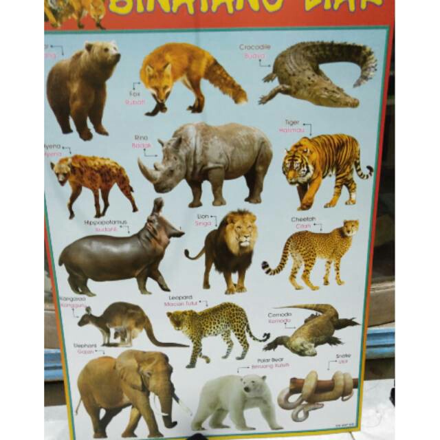 Jual Poster Edukasi Anak Gambar Aneka Hewan Buas Liar Berwarna 50x35