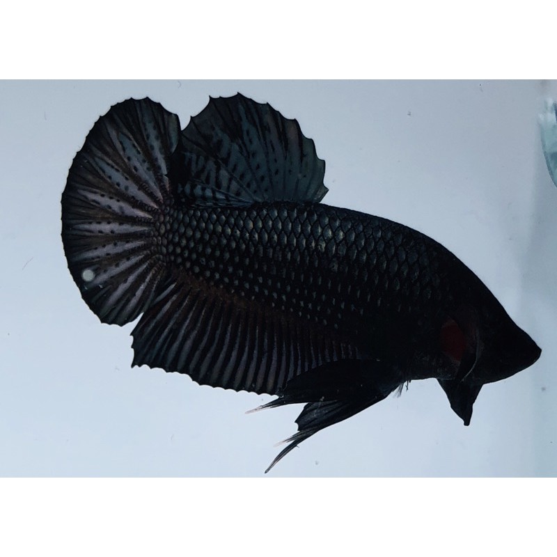 hiasan aquarium betta fish cupang black mamba big size