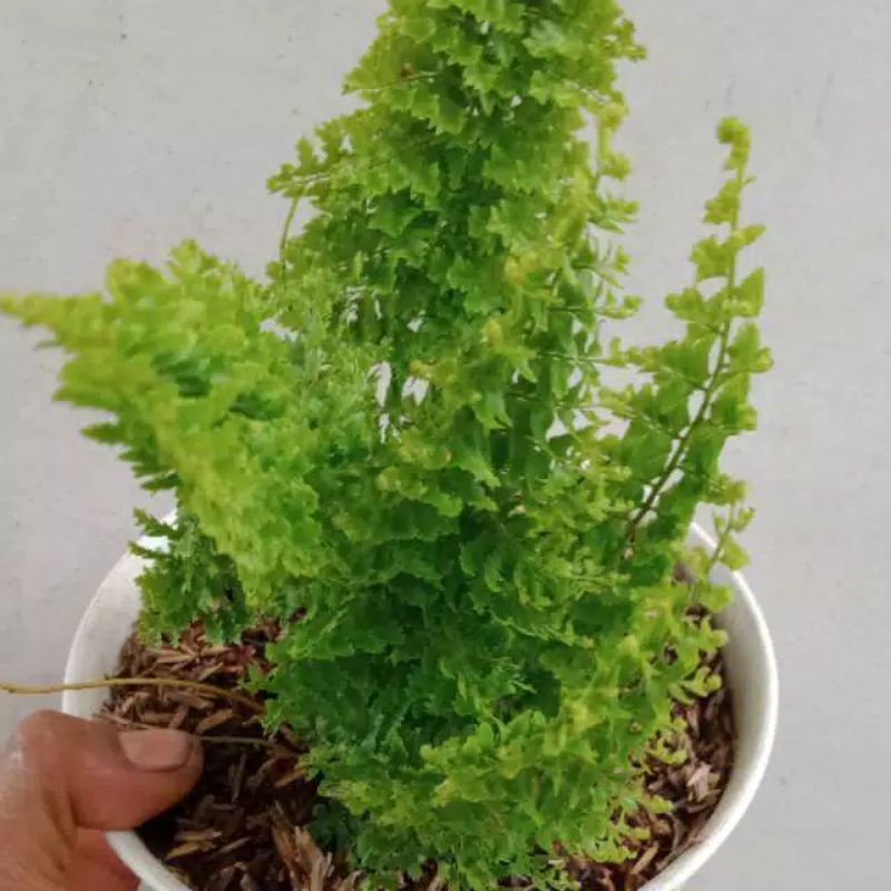 Tanaman pakis embun - pakis embun