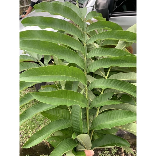

Daun Sungkai Herbal Fresh