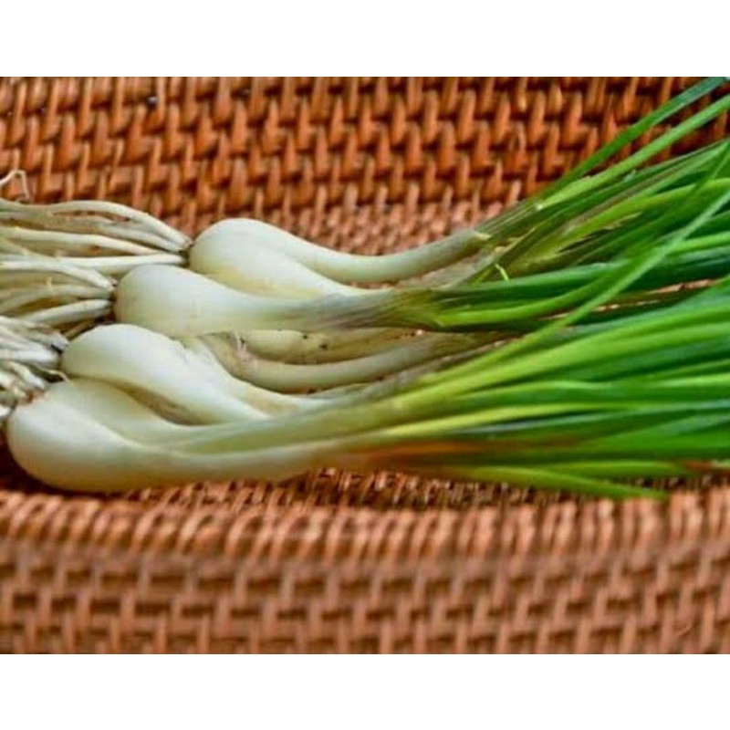

bibit kuncai atau kucai bawang kuncay 200 gram