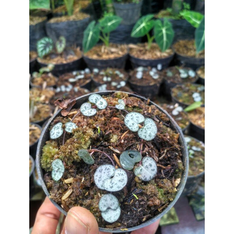 tanaman hias gantug Sukulen String Of Heart | Ceropegia | SOH