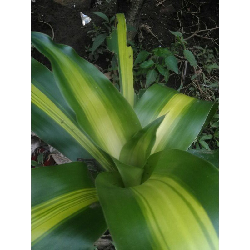 andong atau hanjuang kuning