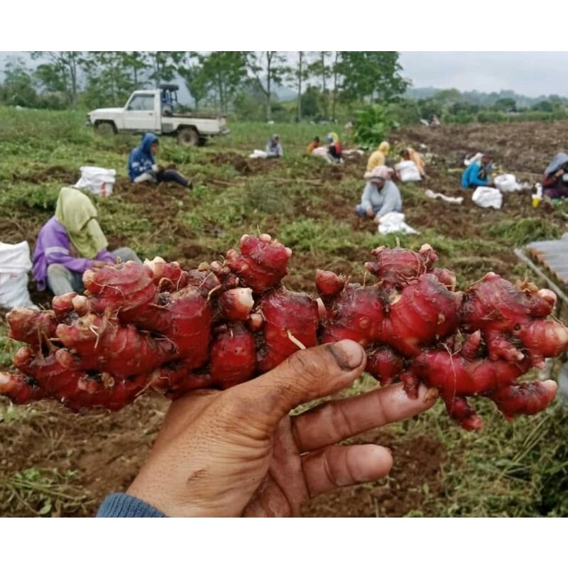 

JAHE MERAH ASLI