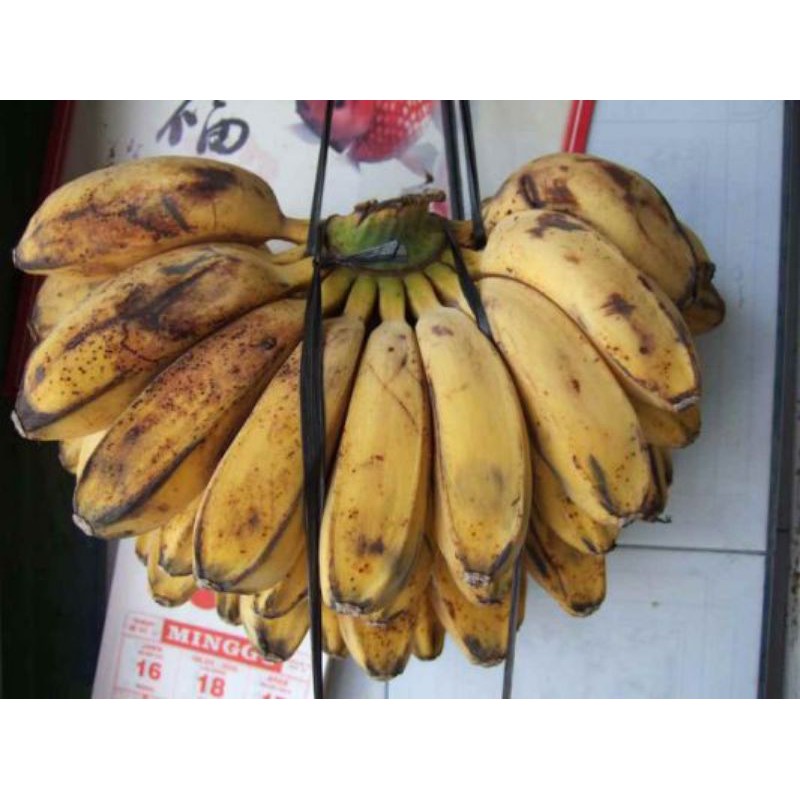 pisang kepok kuning 1 sisir