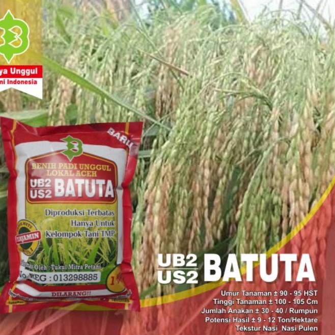 -➨ Benih Padi UB2 Batuta / Bibit Padi US2 Batuta Galur Lokal Aceh (Model terkini)