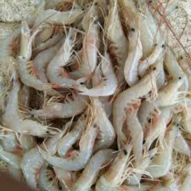 

Udang Peci 1kg
