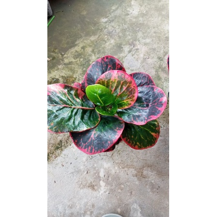 paket 2 tanaman bunga puring apel busarin dan SRG