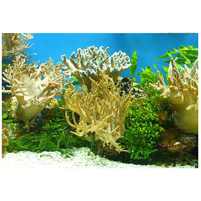 WALPAPER BIGRON GAMBAR AQUARIUM BISA COD