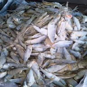 

IKAN ASIN KRESEK PAKANG SUPER [BARU - KERING - BERSIH - GRADE A] 500gr