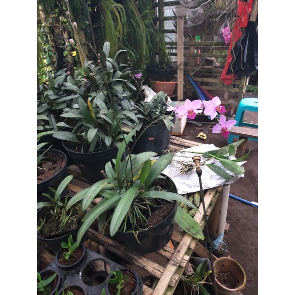 phalaenopsis doritis rumpun