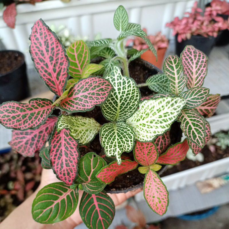 fittonia mix isi 7 jenis