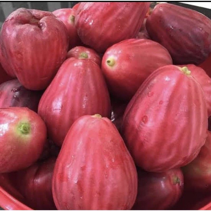 Jambu Bol Jamaika Fresh 1kg