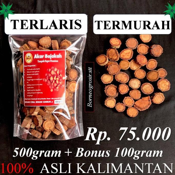 Jual Kualitas Terbaik Kayu Akar Bajakah Bajaka Bajakan Tampala Merah Tunggal Super Gr Kg