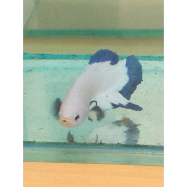 cupang male blue rim size m++/L indukan real pict