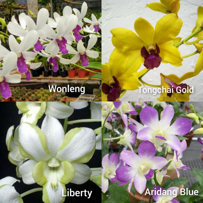 Anggrek Dendrobium Spike
