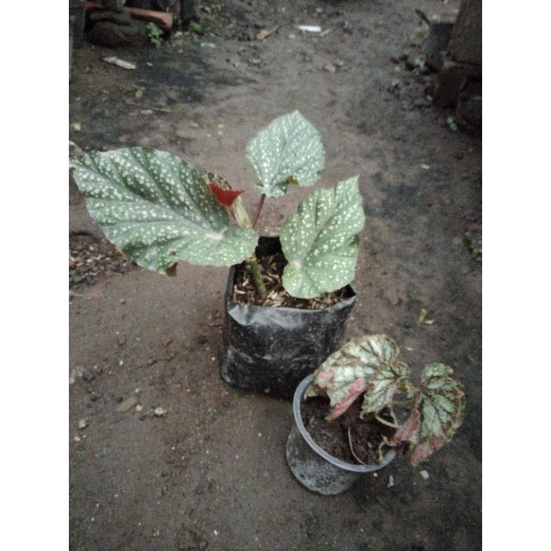 paket begonia