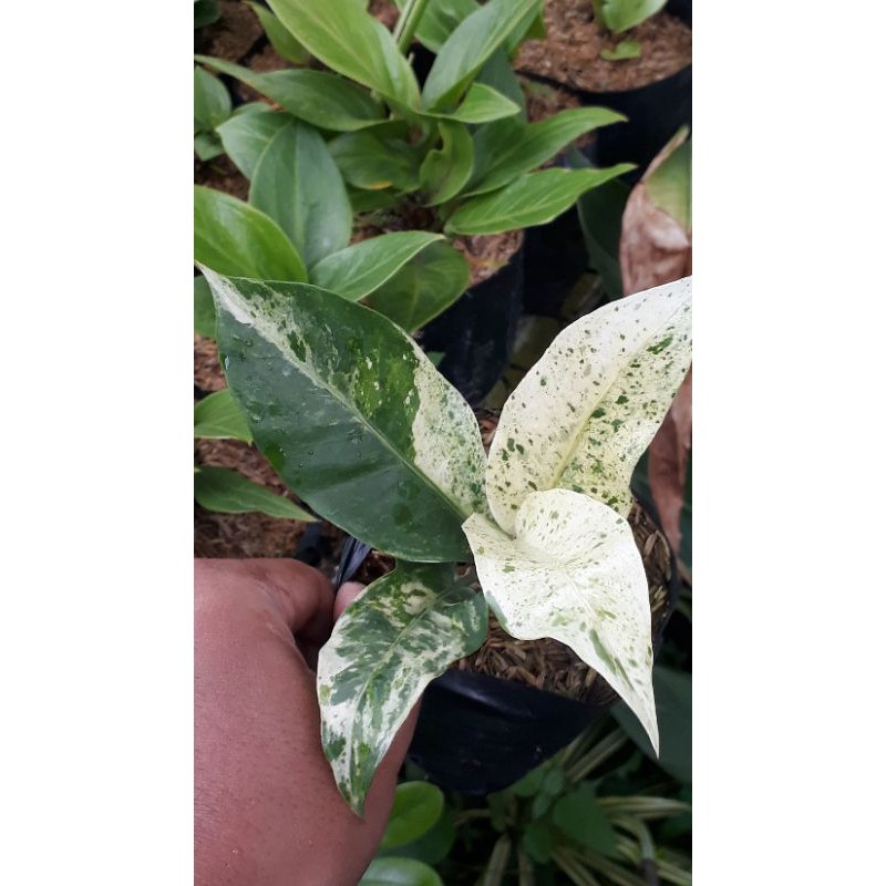 anthurium varigata