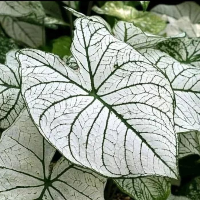 keladi putih -tanaman keladi putih