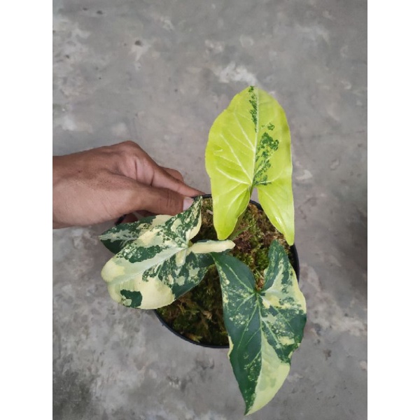 Syngonium yellow varigata