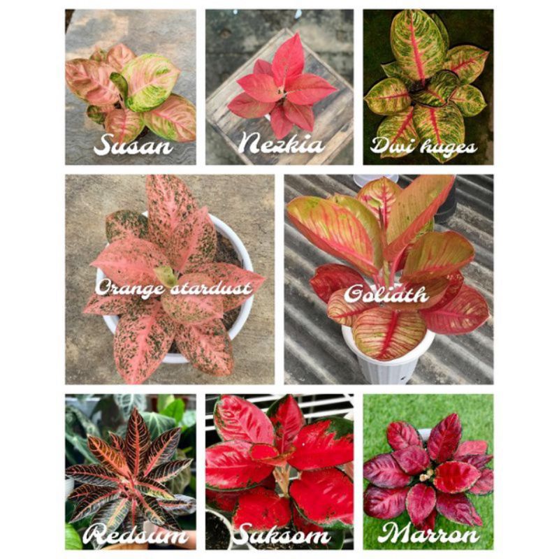 PROMO PAKET 8 JENIS BONGGOL AGLONEMA