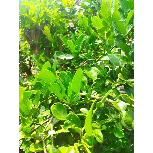 

daun jeruk fresh