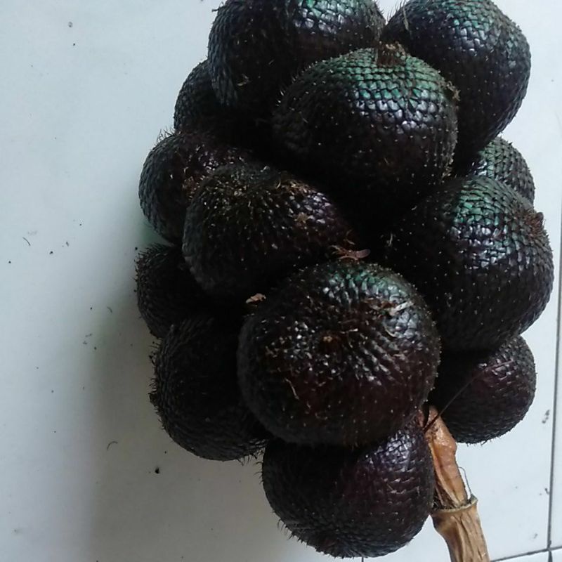 

Buah Salak Pondo Legi @ 2 kilogram