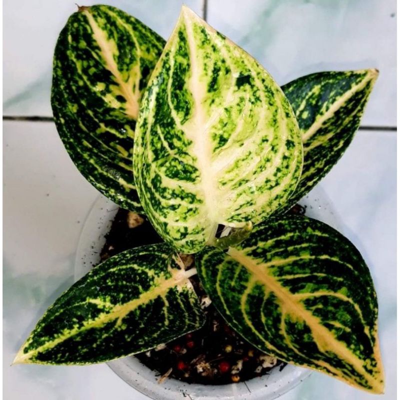 anakan aglonema wiput (widuri putih)