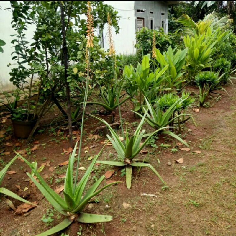 tanaman lidah buaya sudah berbunga