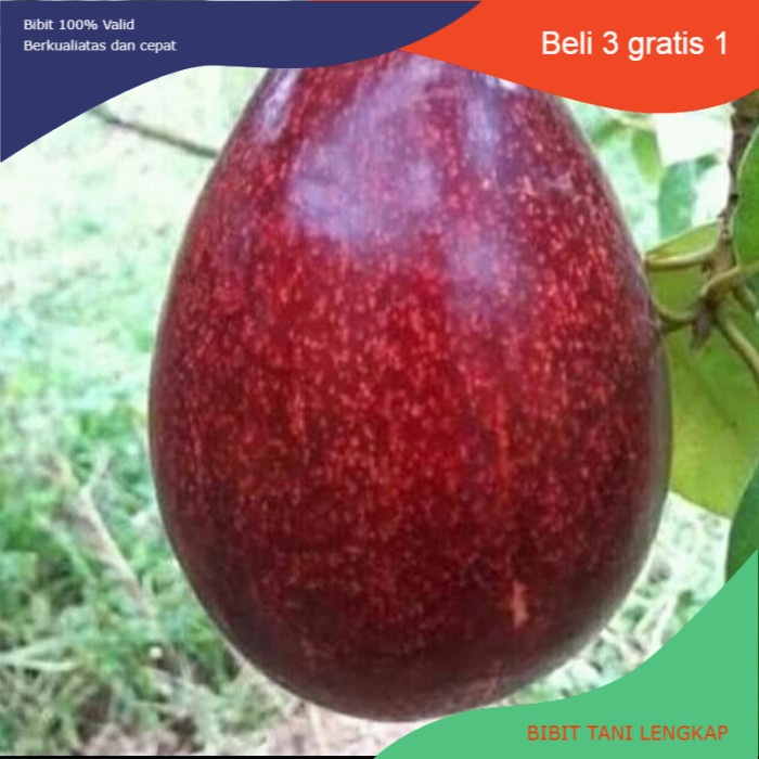 Bibit Buah Alpukat Red Vietnam Genjah 1 Meter Cepat Berbuah||