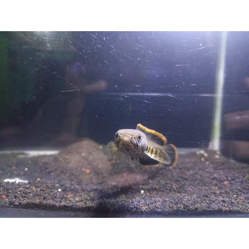 chana limbata 11cm s/d14cm rim kuning model kotesan