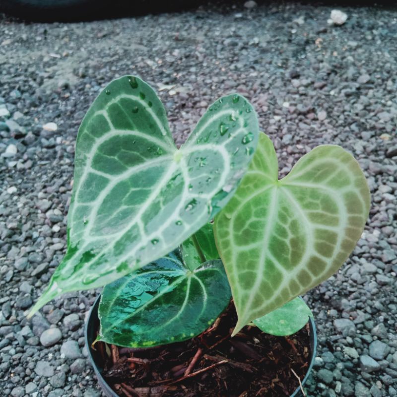 tarantula hybrid king