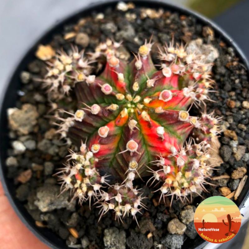 KAKTUS SUKULEN miha thailand