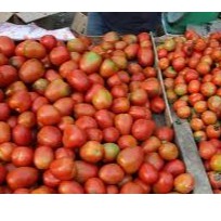 

Tomat 1/2 kg (Satu Kilo Lebih Murah)