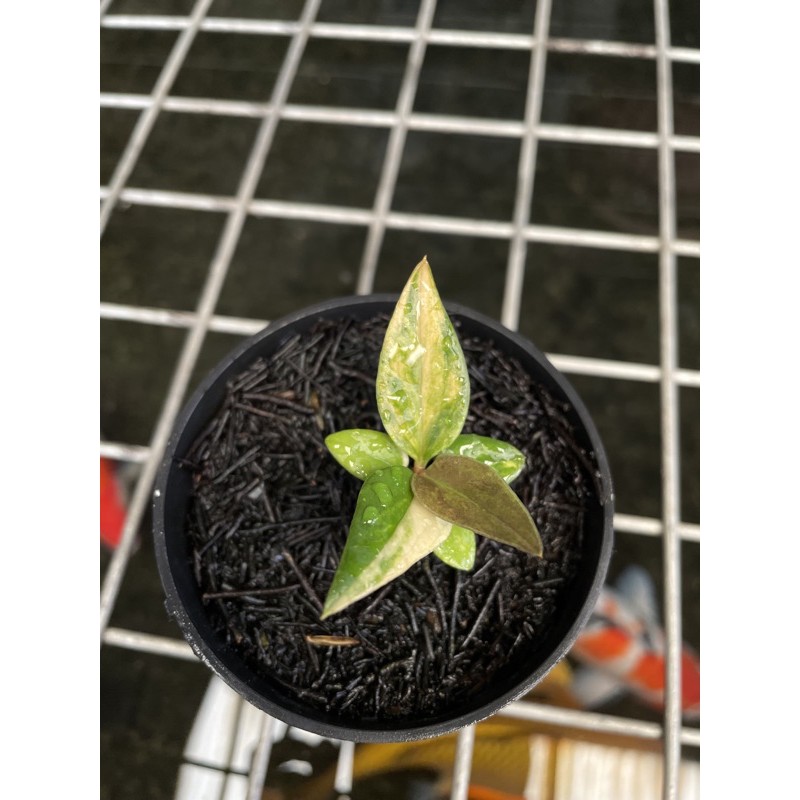 bibit jemani tornado varigata