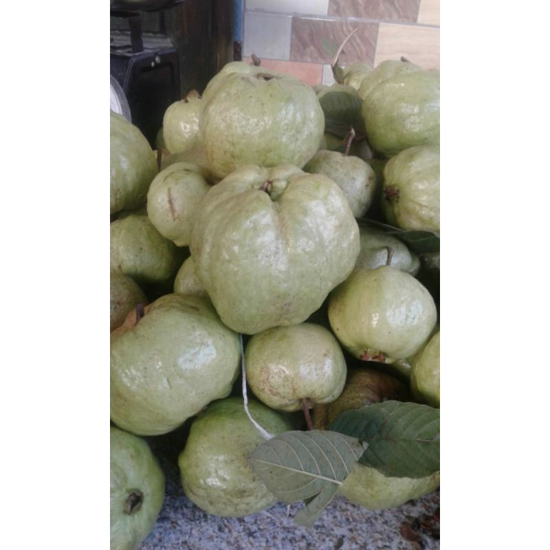 

Jambu Kristal 1kg