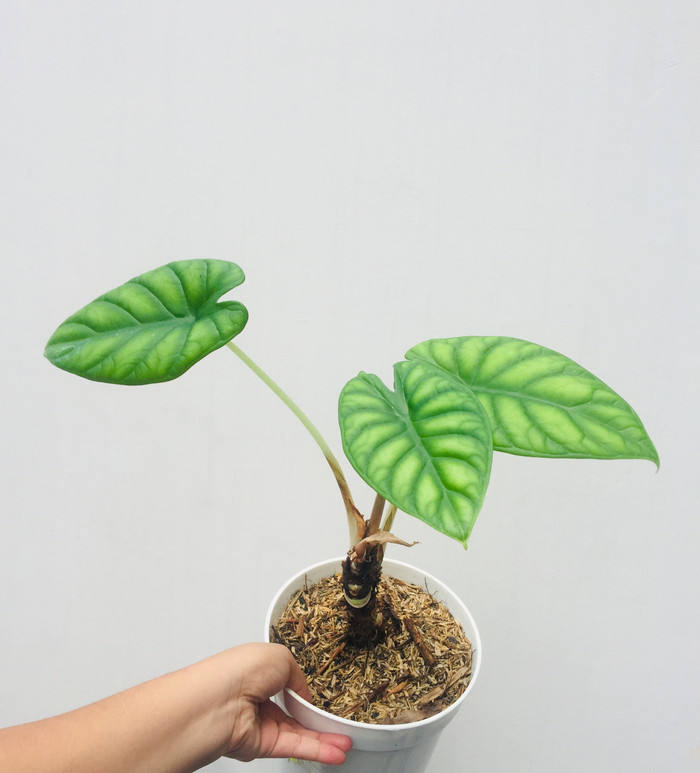 alocasia dragon scale