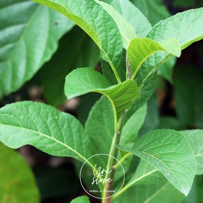 

(COD) DAUN AFRIKA SEGAR 500GRAM OBAT HERBAL TRADISIONAL